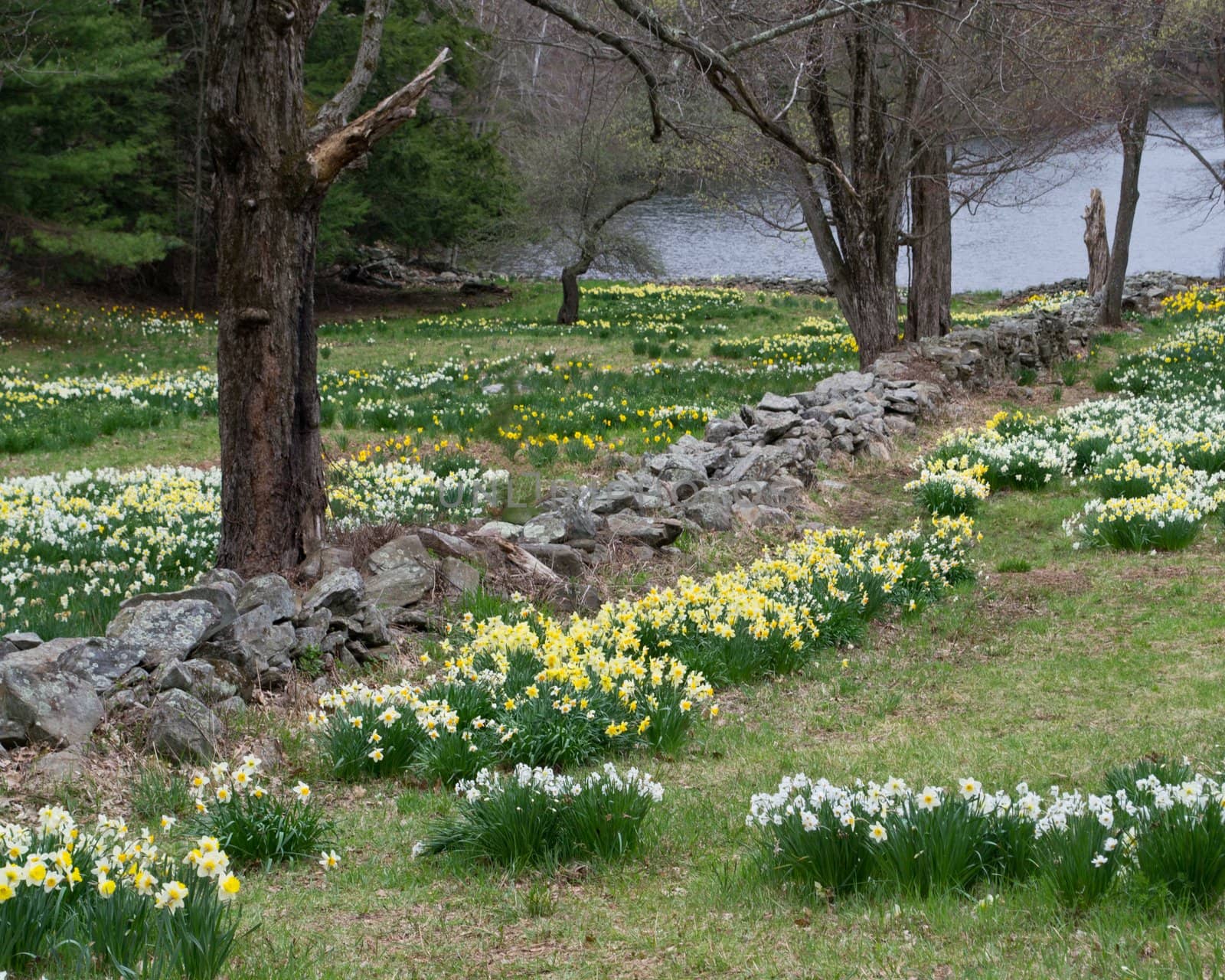 Yellow and white daffodils brightened the landscape in early spring at Laurel Ridge, Lithchfield, Connecticut.