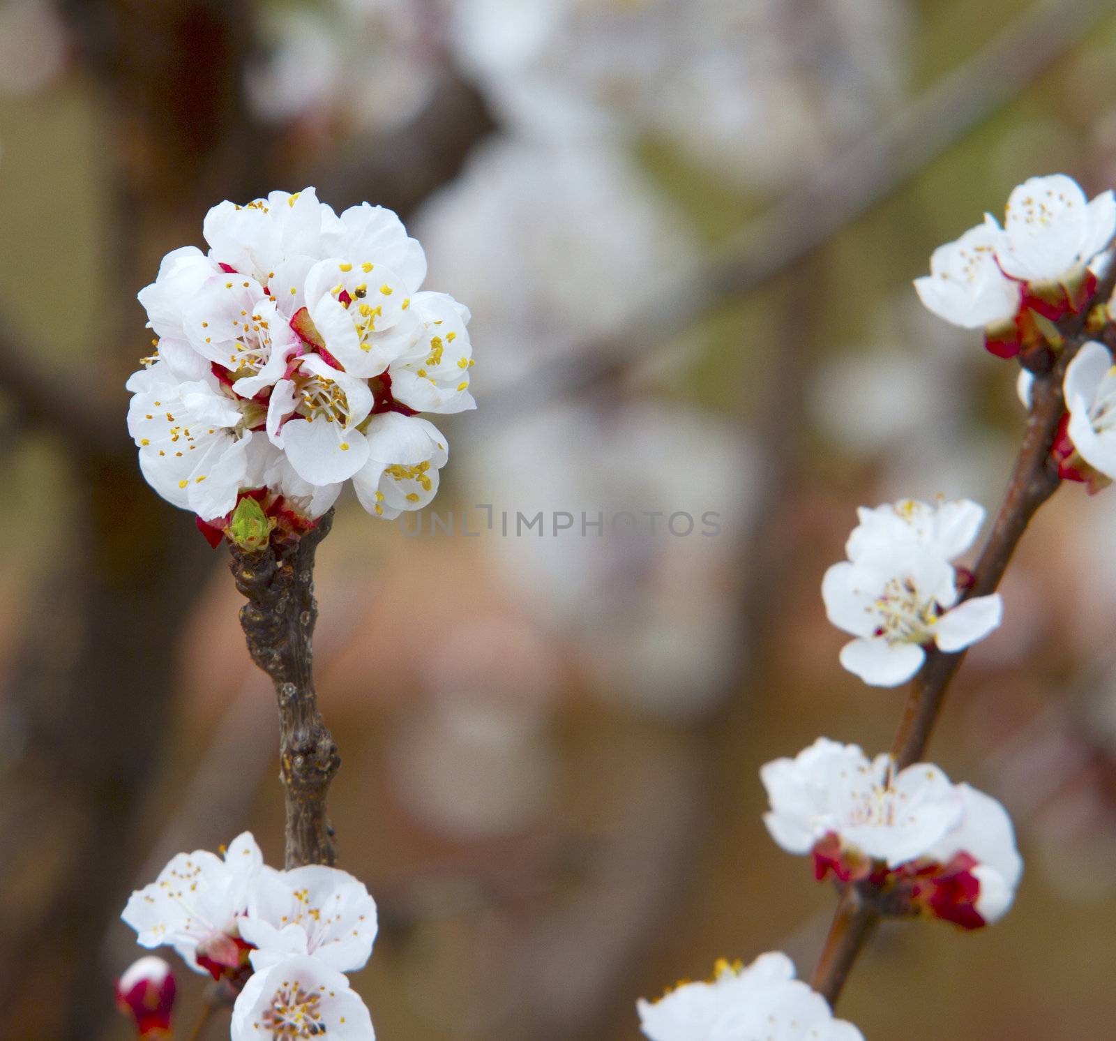 Cherry Flowers by Koufax73