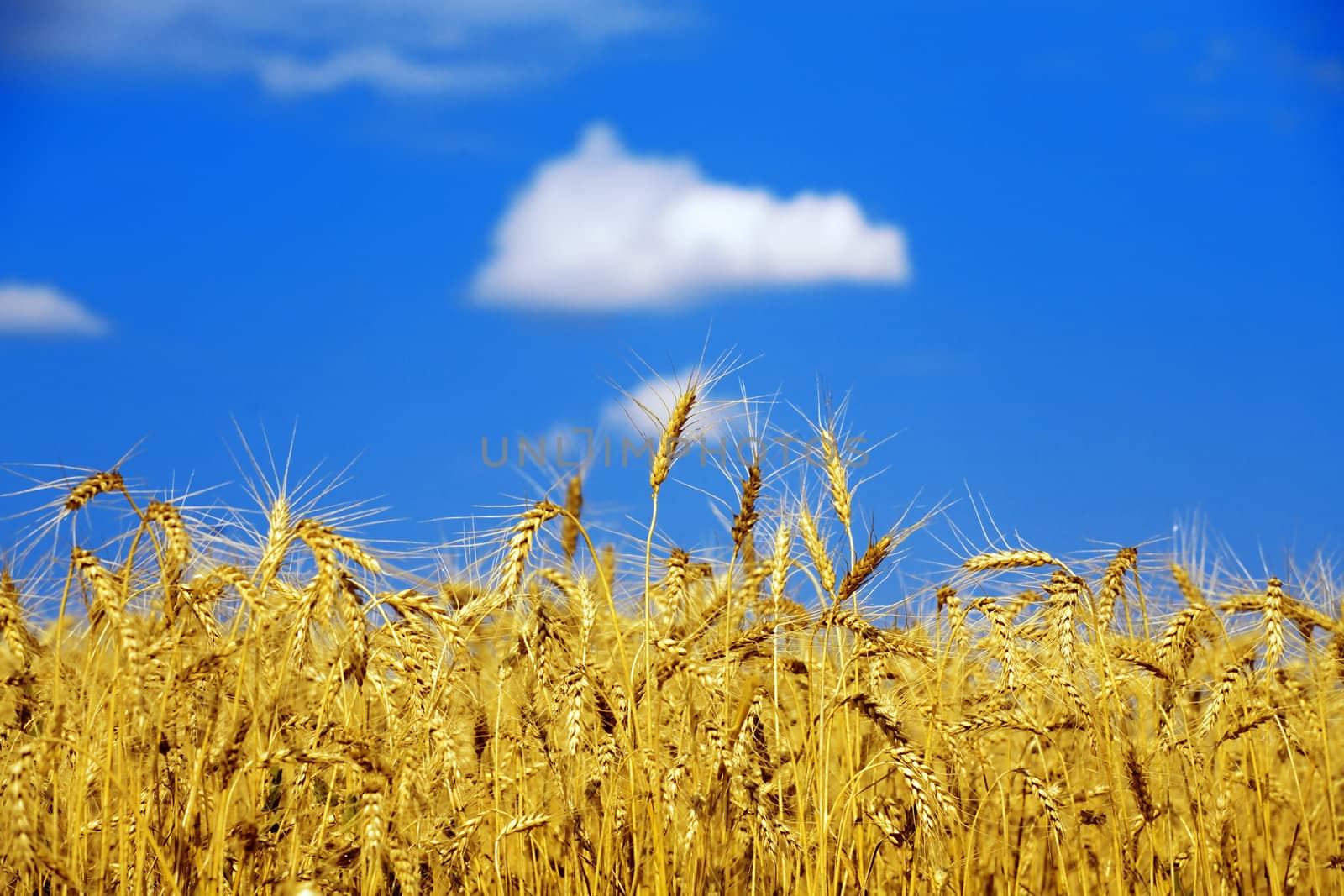 field of a golden wheat before harvesting on a background blue sky