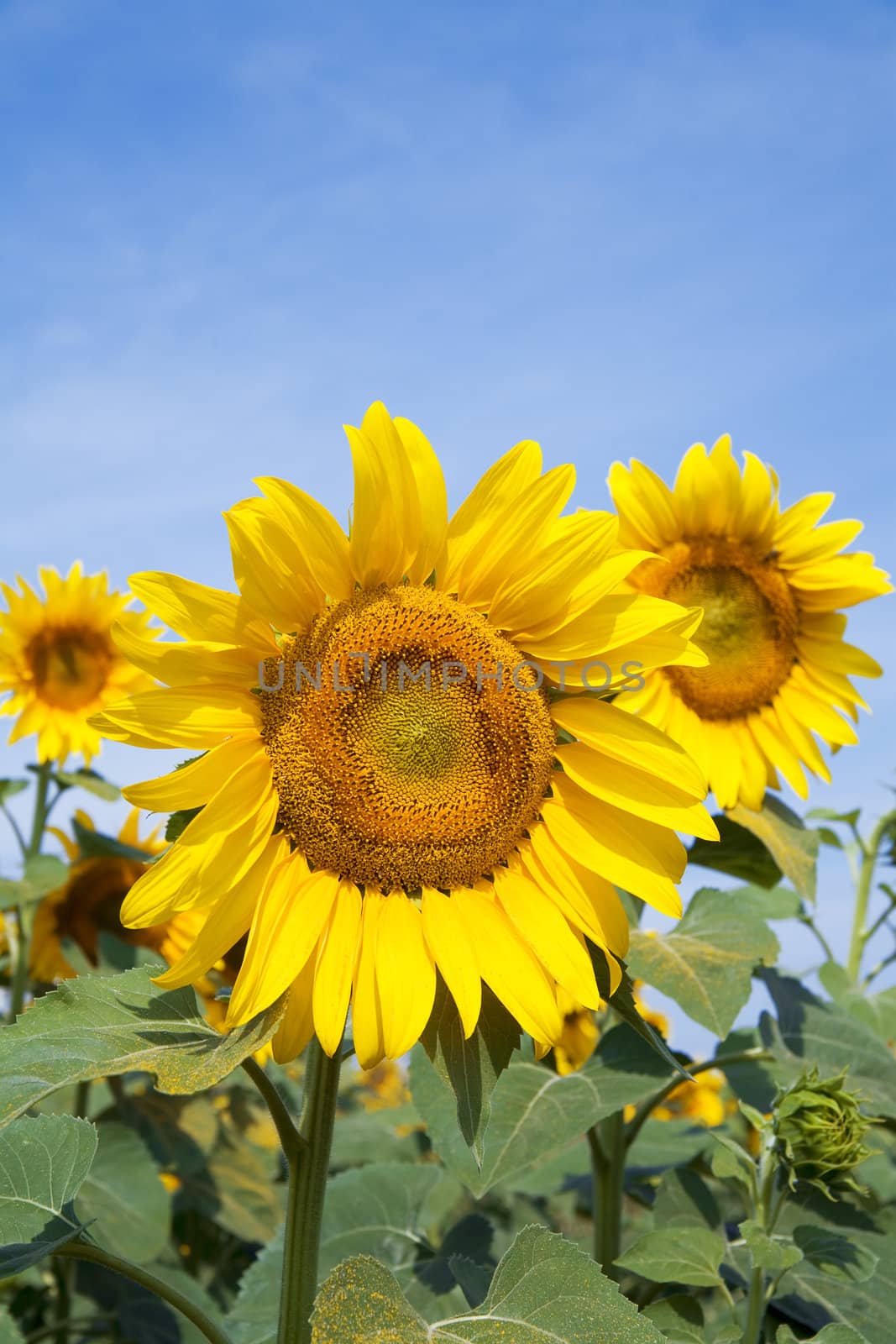 Ripe bright sunflower growing on a farmer field in the late summer