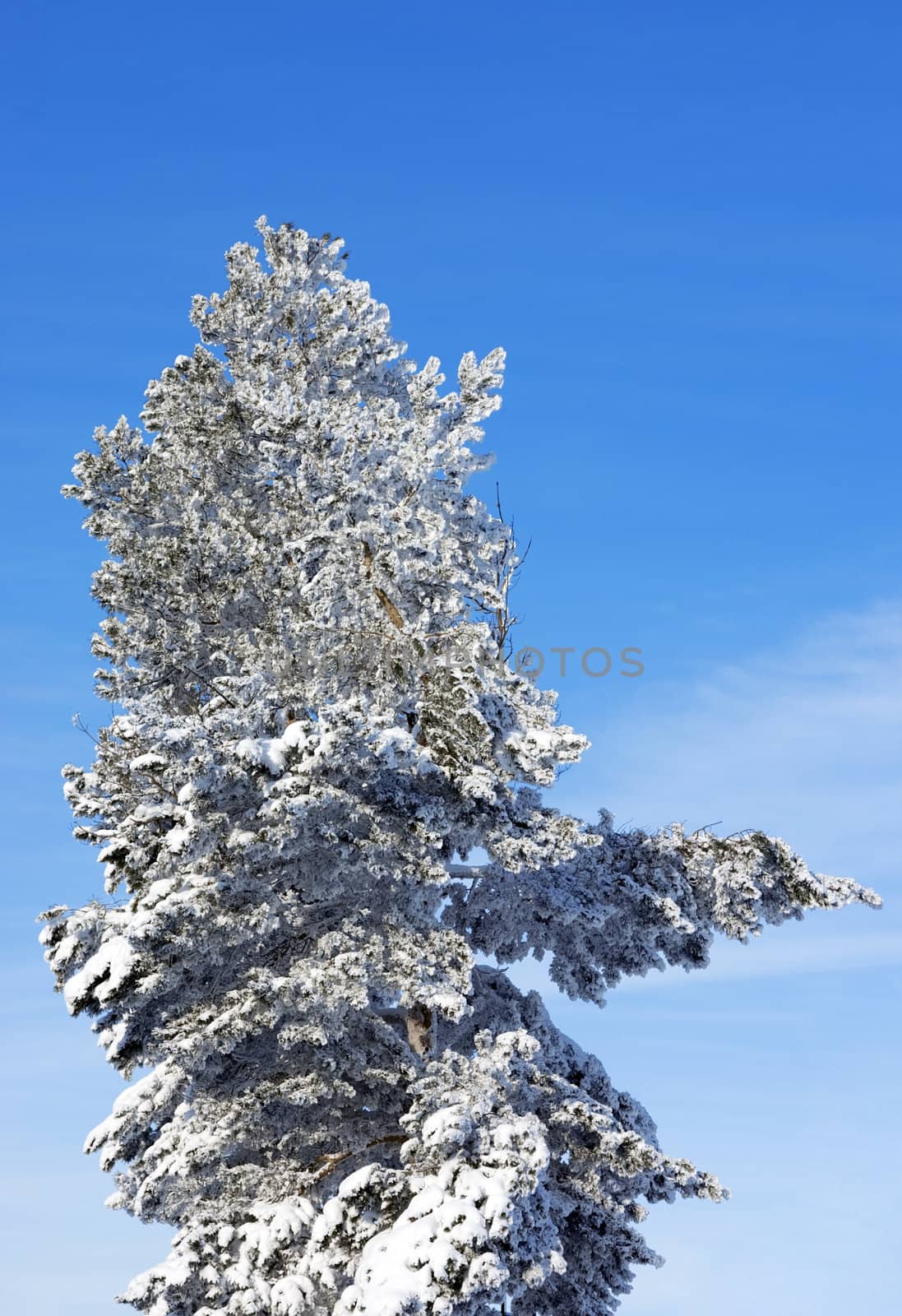 Evergreen pine covered by a snow on the eve of Christmas