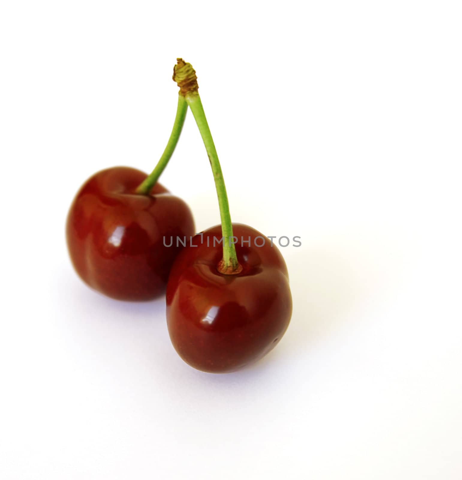 two cherry on a branch on a white background