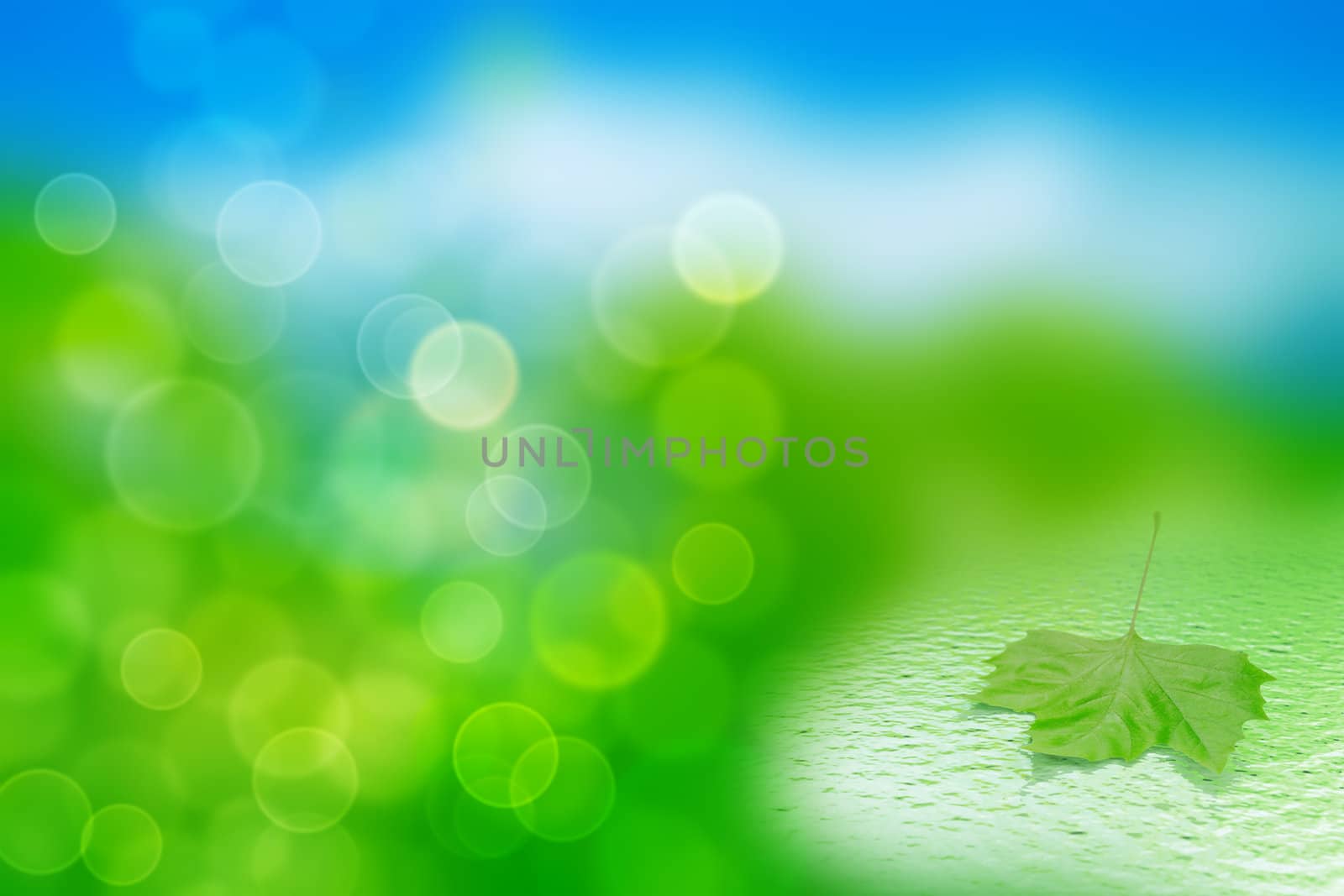 single green leaf in water on a tender blurred background