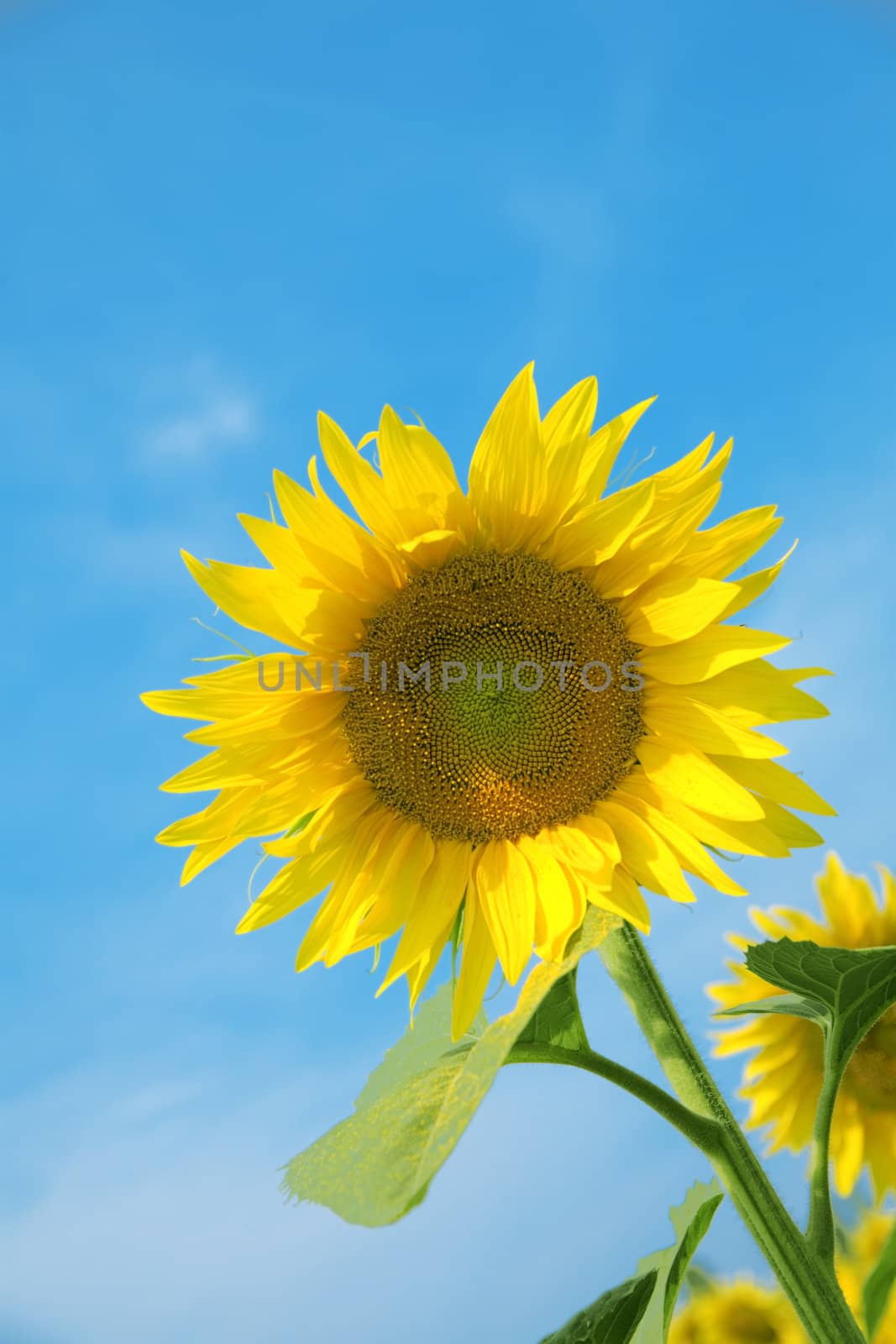 Ripe bright sunflower growing on a farmer field in the late summer