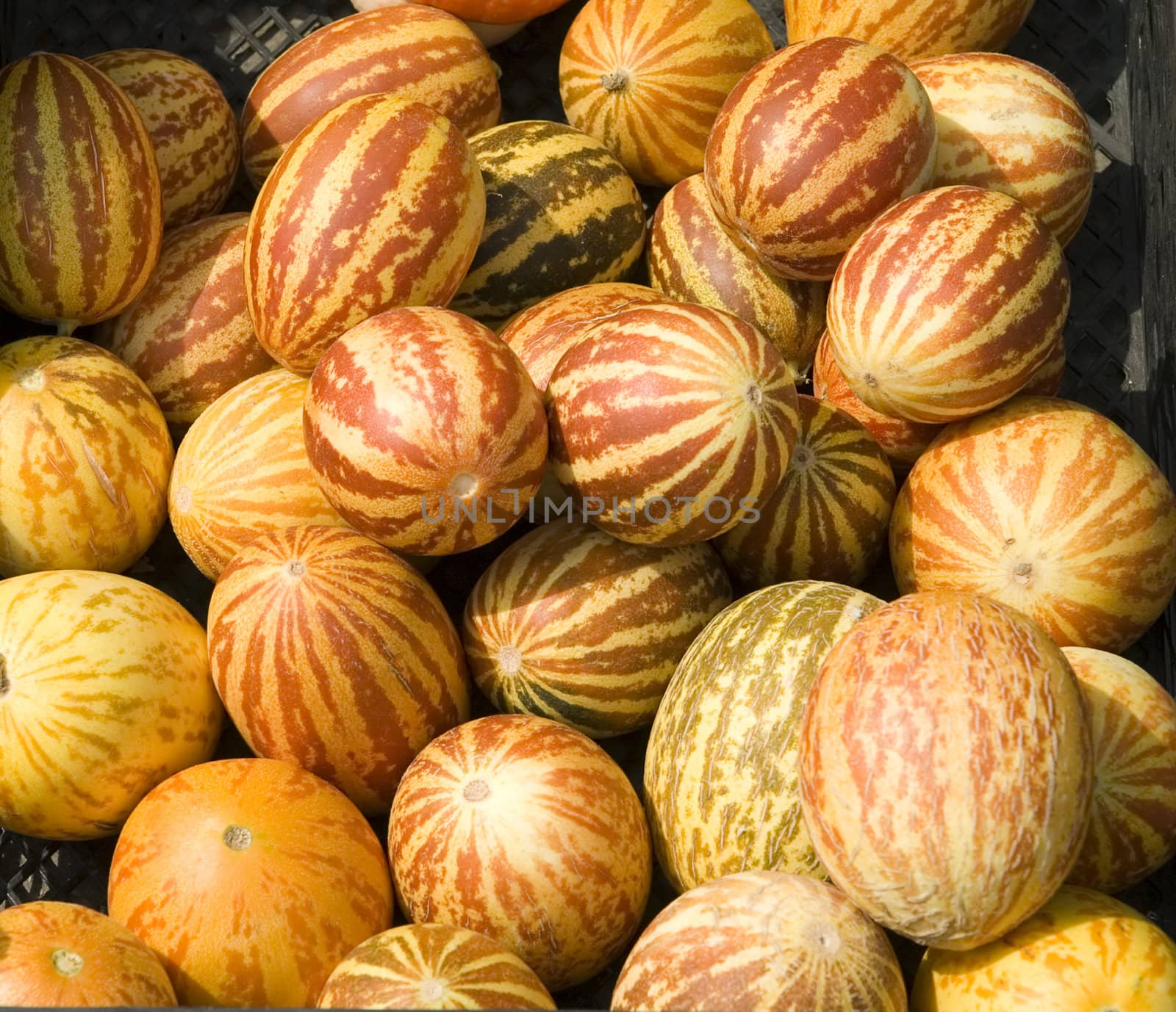 ripe appetizing orange melons as a background