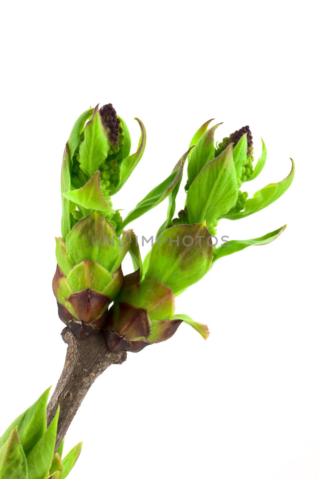 Lical buds isolated on white