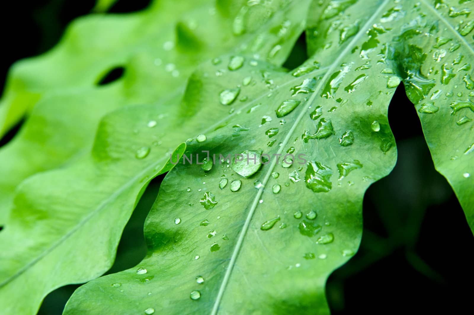 Melting snow drops on zoomed green plant leafs