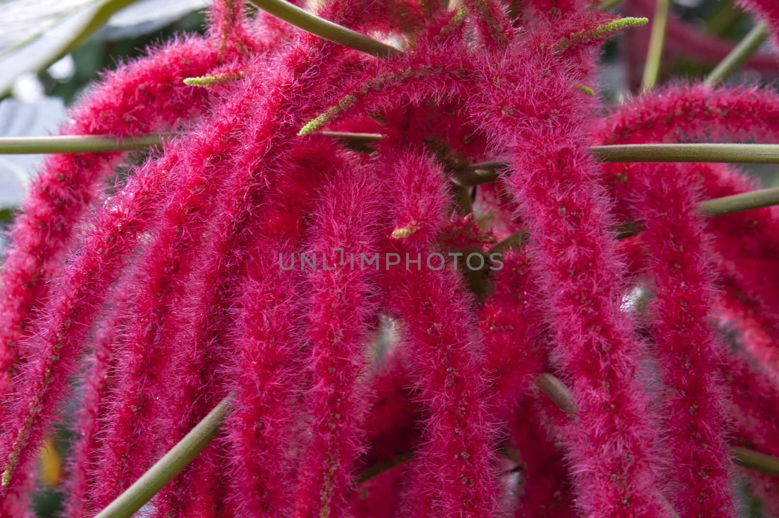 Zoomed interesting flower with many hairy red stems