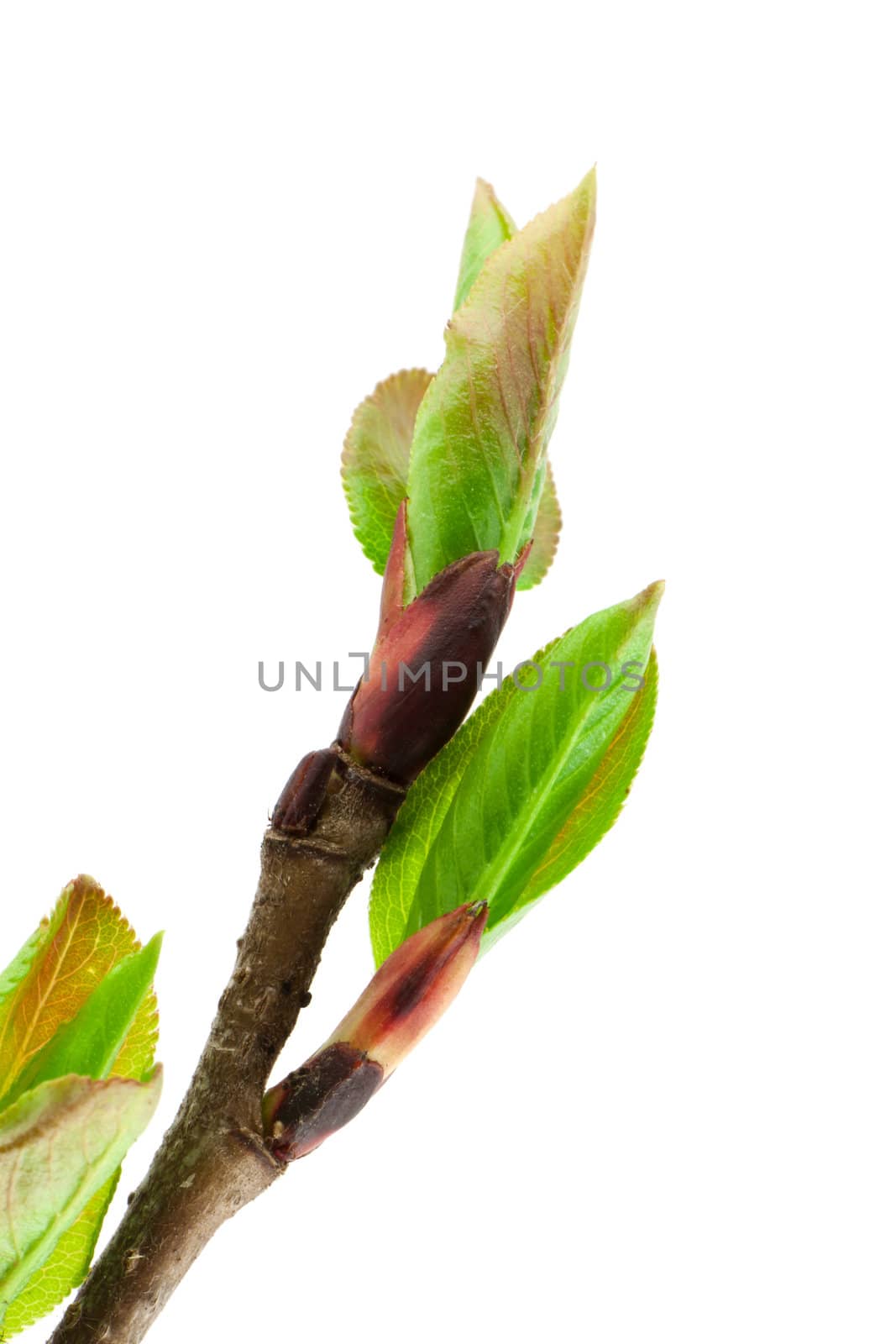 Spring leafs on white background