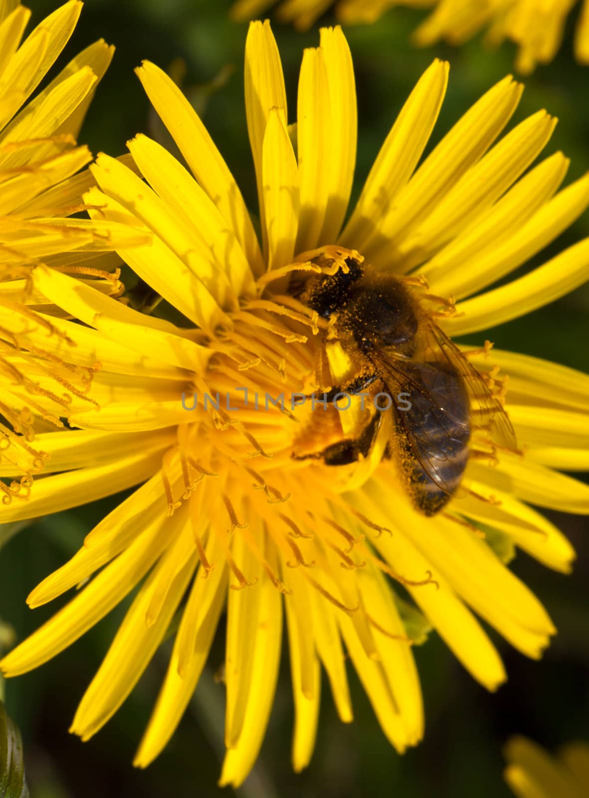 Dandelion flower and smal bee