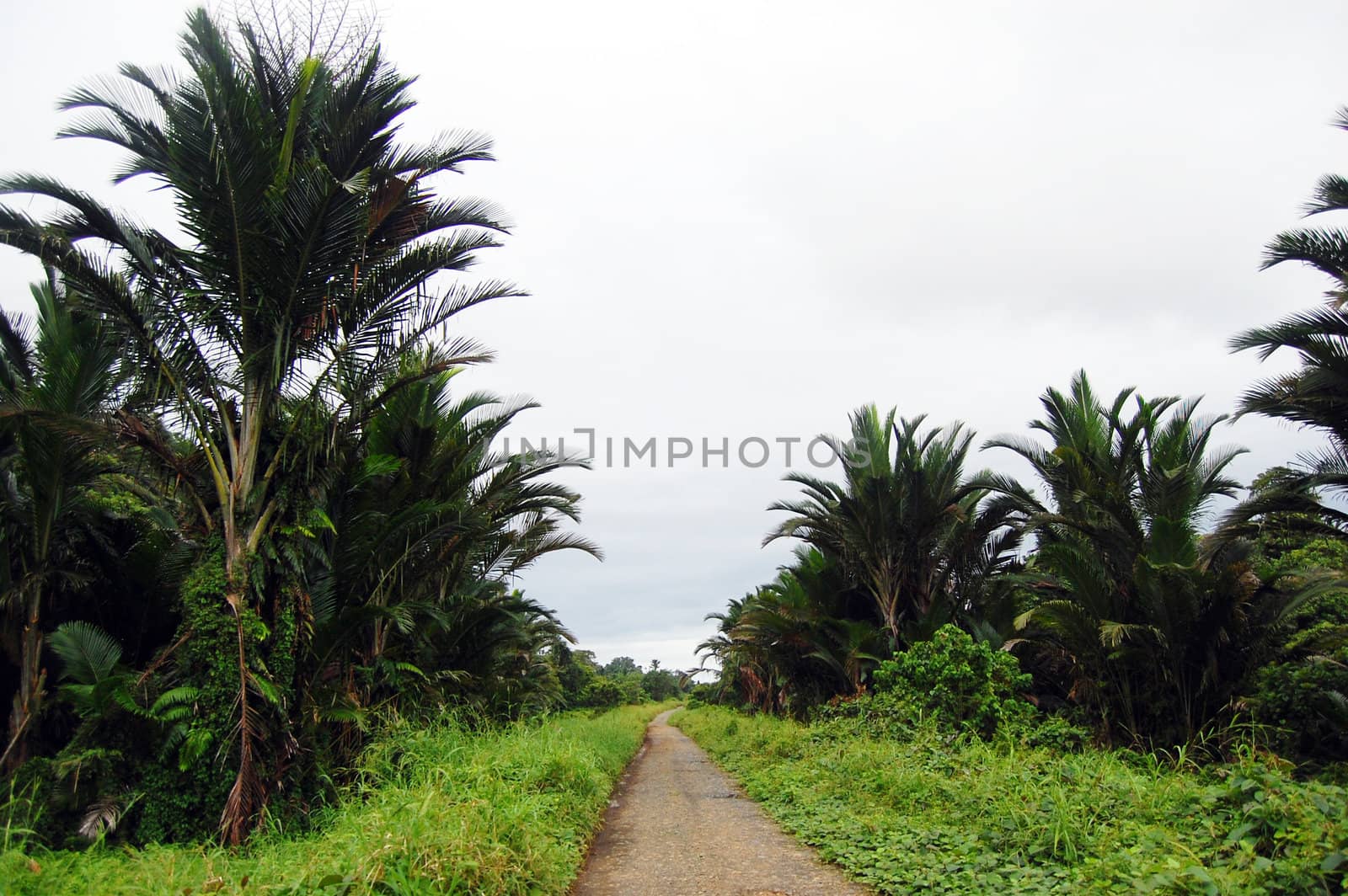 Gravel road in Papua New Guinea by danemo