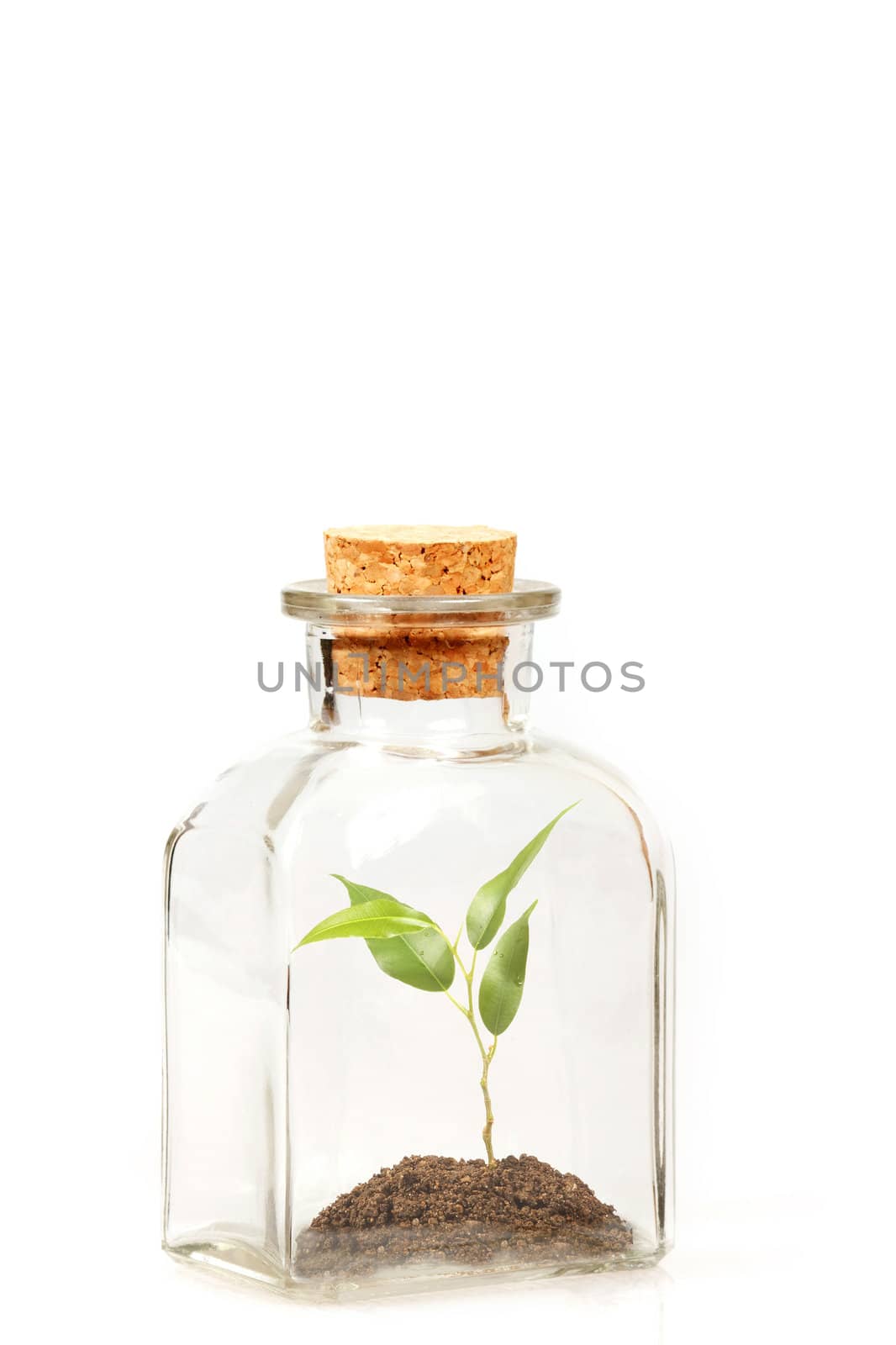 small green plantation in transparent glass bottle on white background