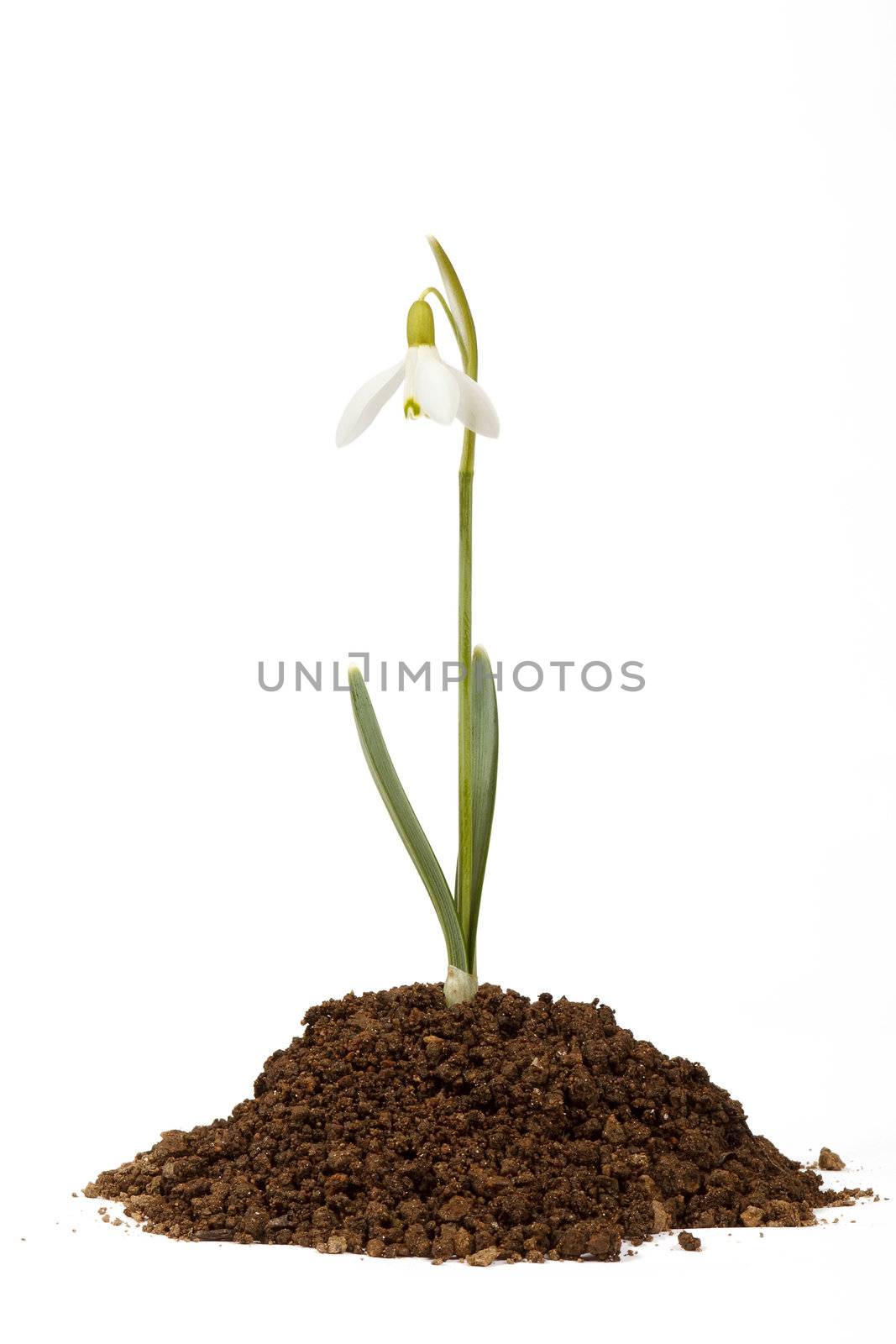 snowdrop first messenger of spring in the soil on white background