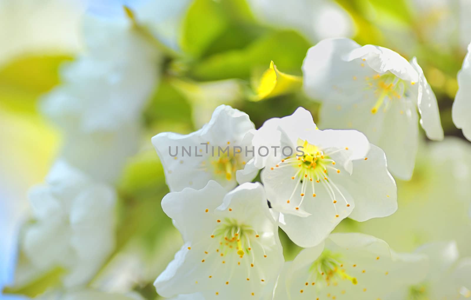 Spring blossom