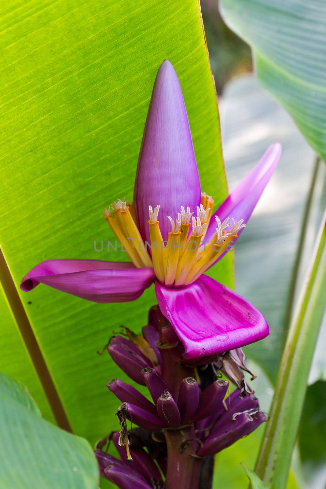 Banana blossom and bunch on tree inThailand