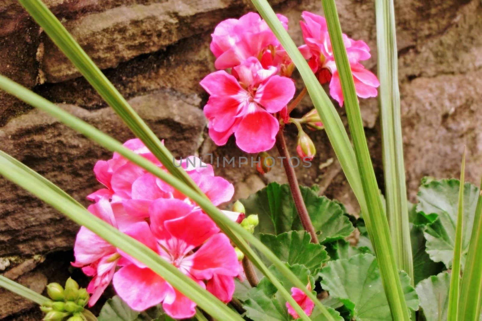 pink flowers and greenery