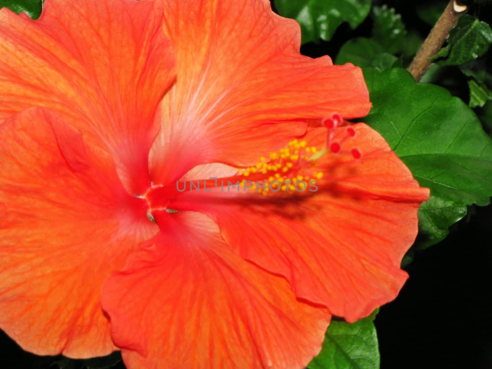 orange flower and greenery