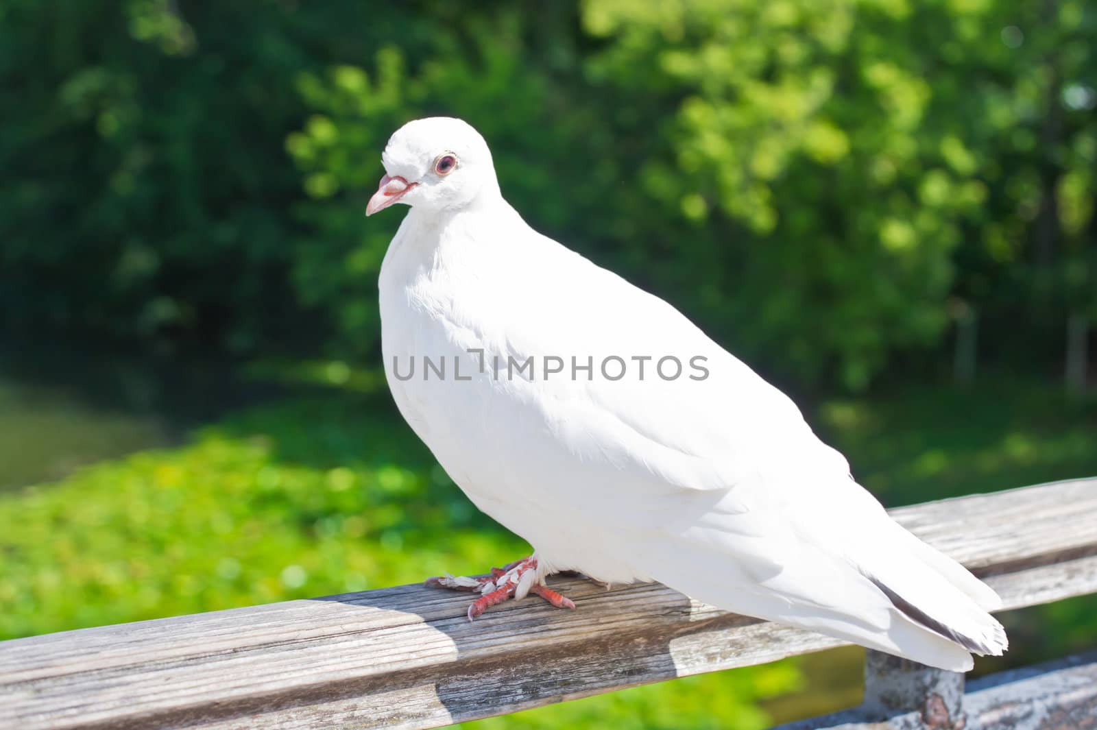White dove in Moscow, Russia, East Europe
