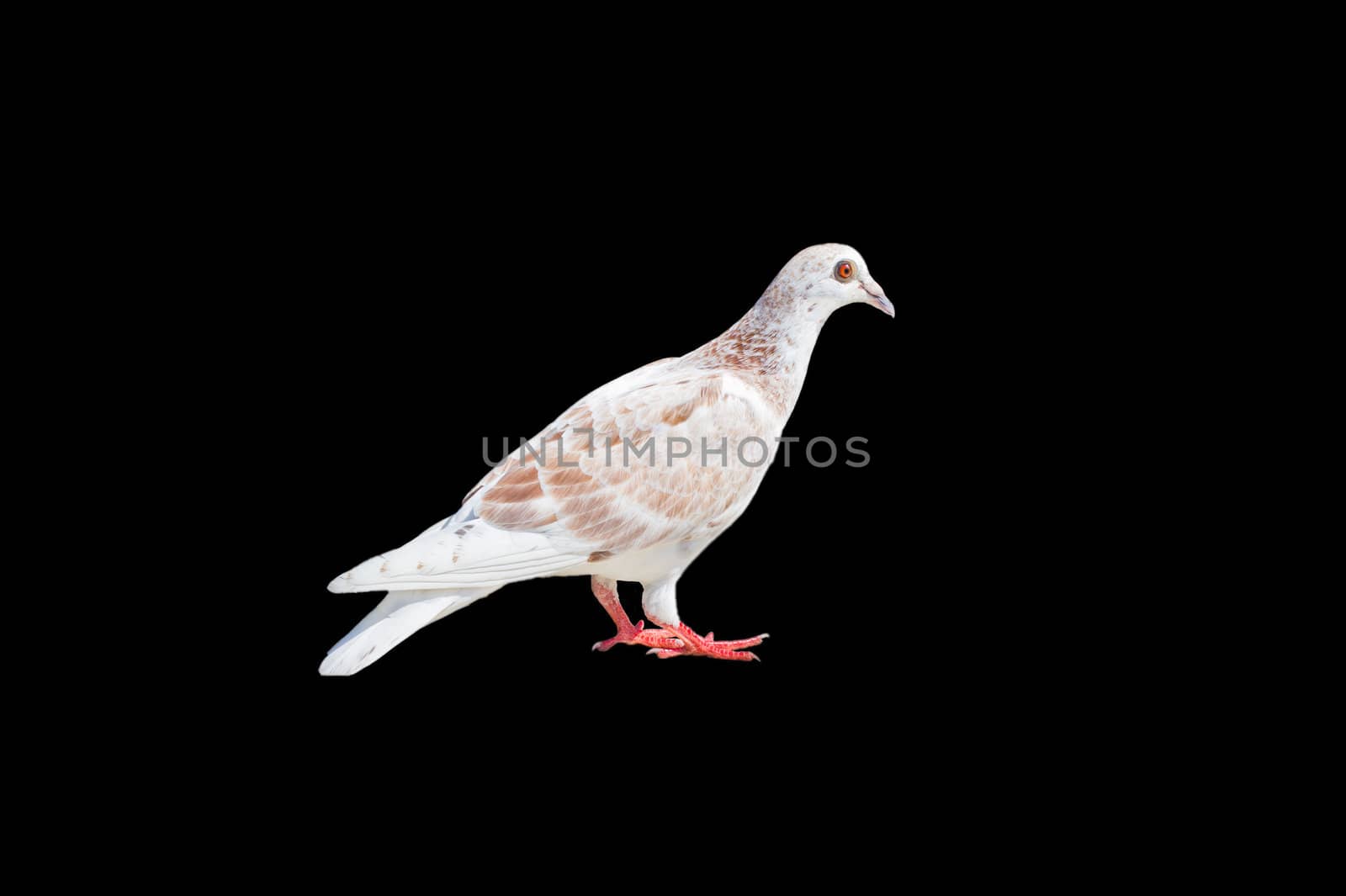 One white-brown pigeon isolated on black background