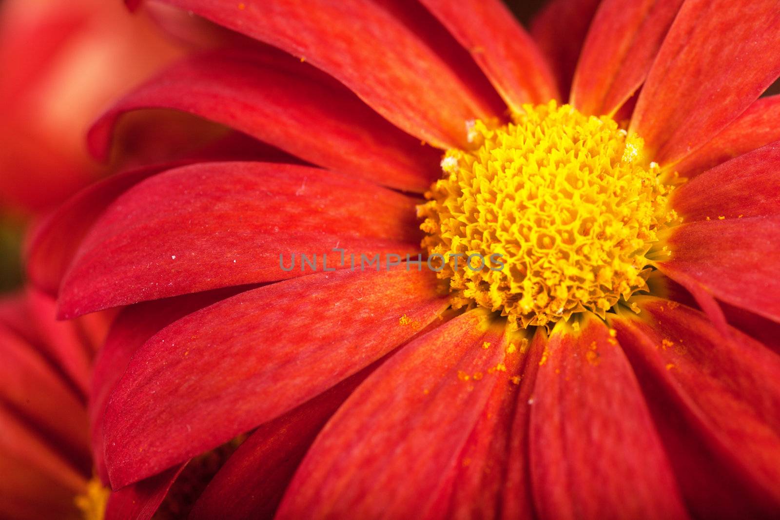 Macro view of red petals of chrysanthemum flower