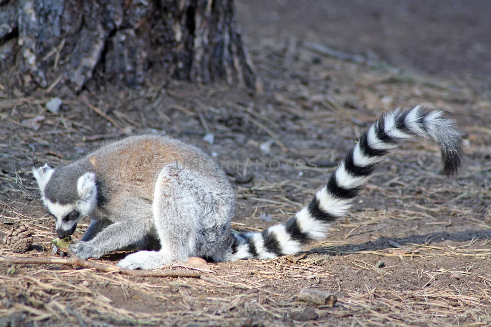 lemur