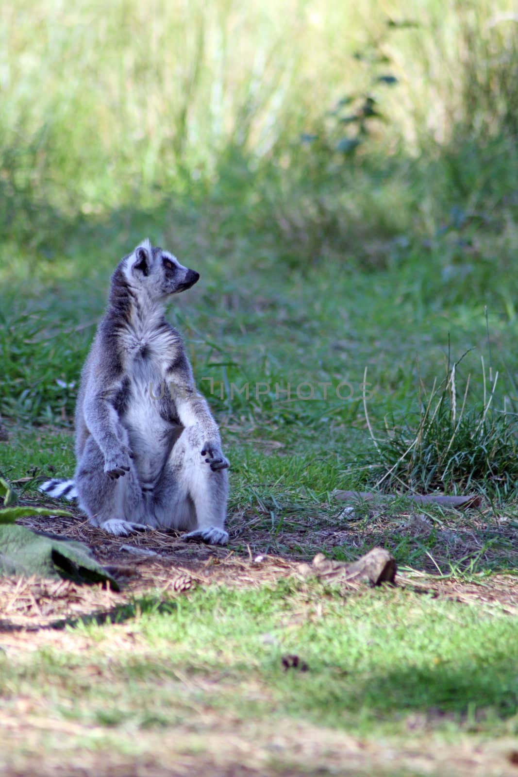 lemur