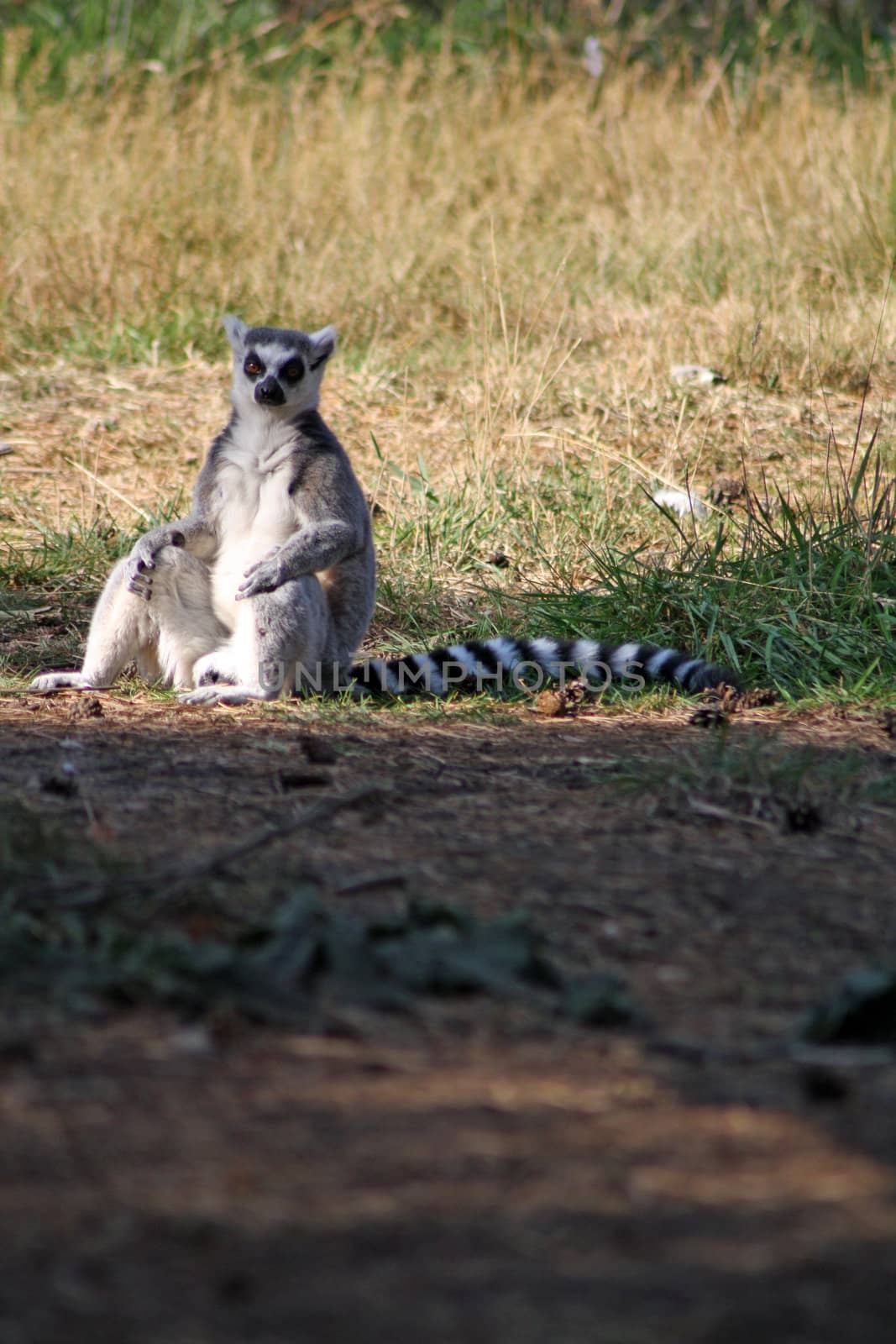 lemur