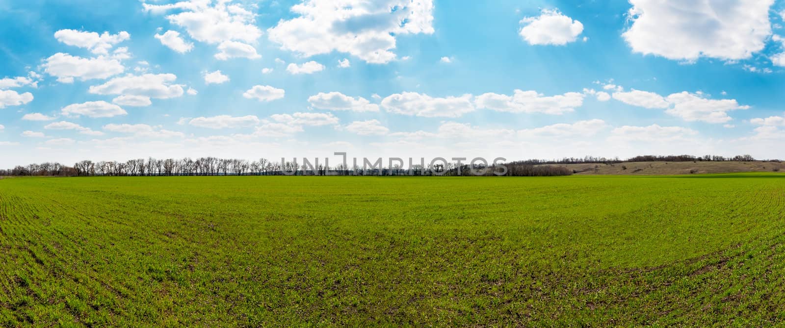 Panoramic view of spring green field and blue sky