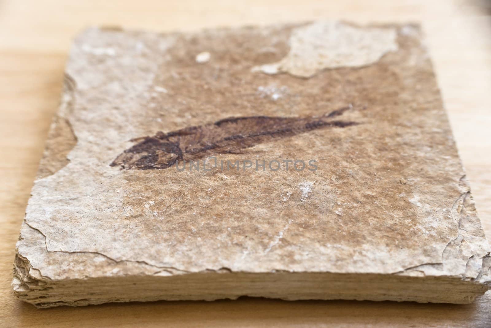 Close shot of a square piece of stone revealing a fossilised fish, placed on a wooden table.