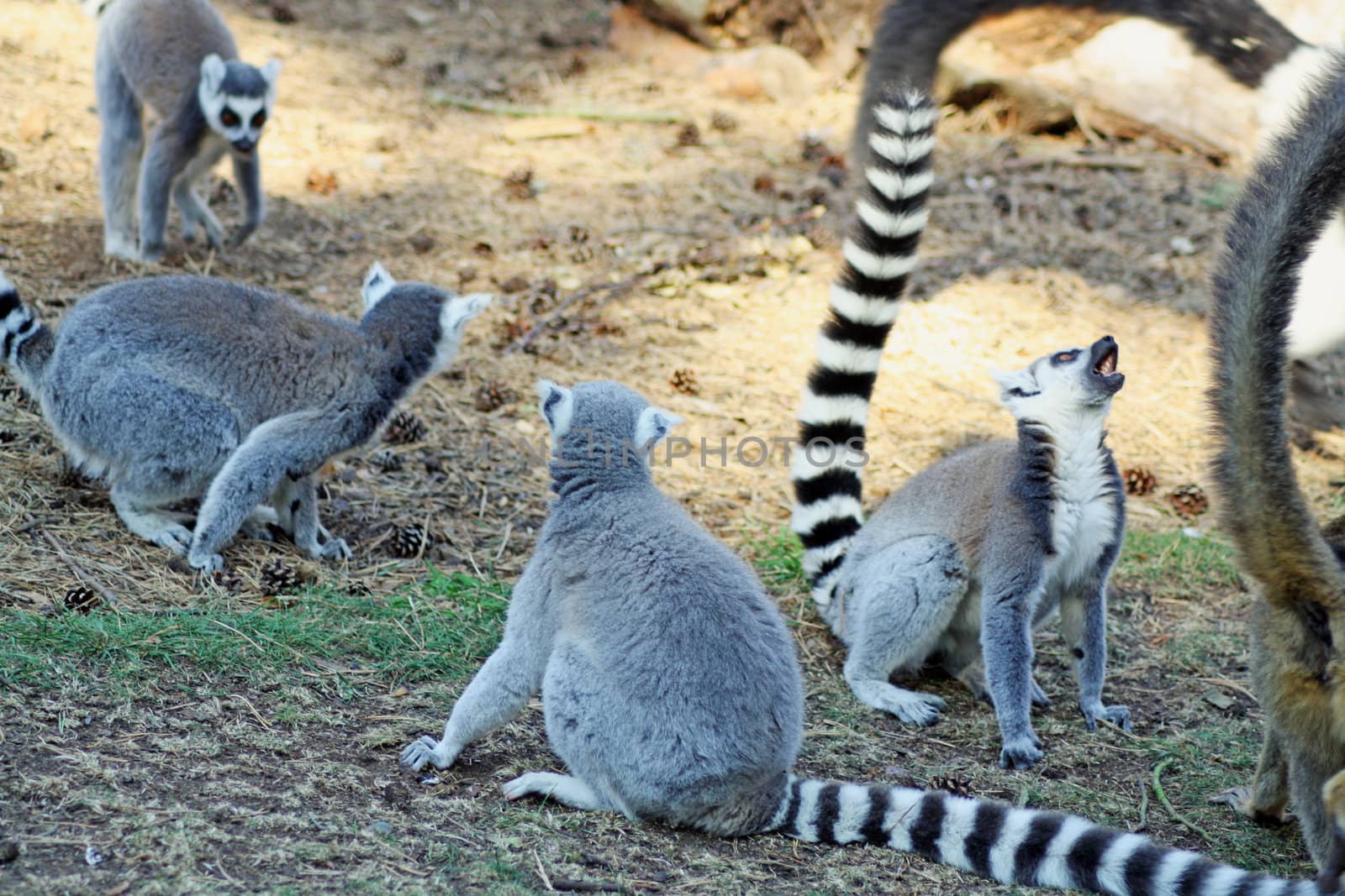 lemurs