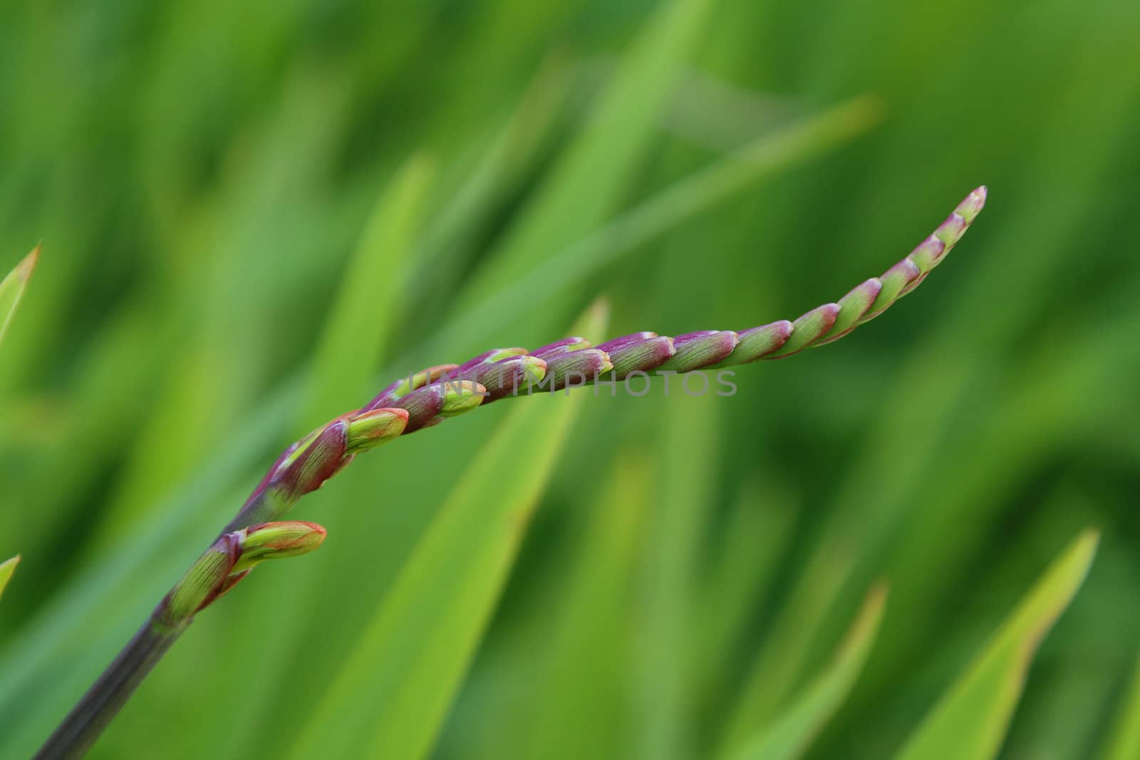 Close-up photo of a flower buds over green background