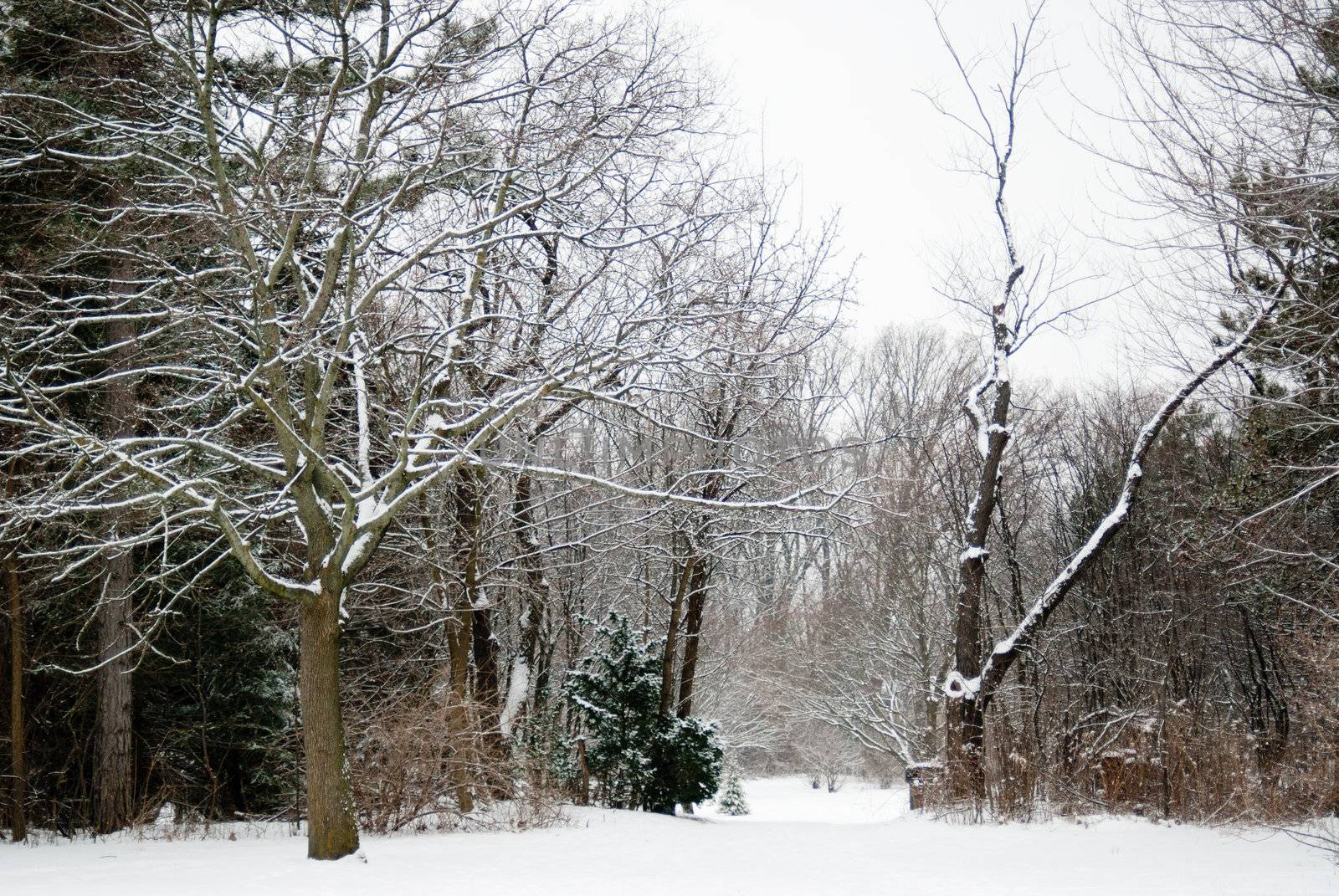 Fresh snowfall covers the neighborhood park