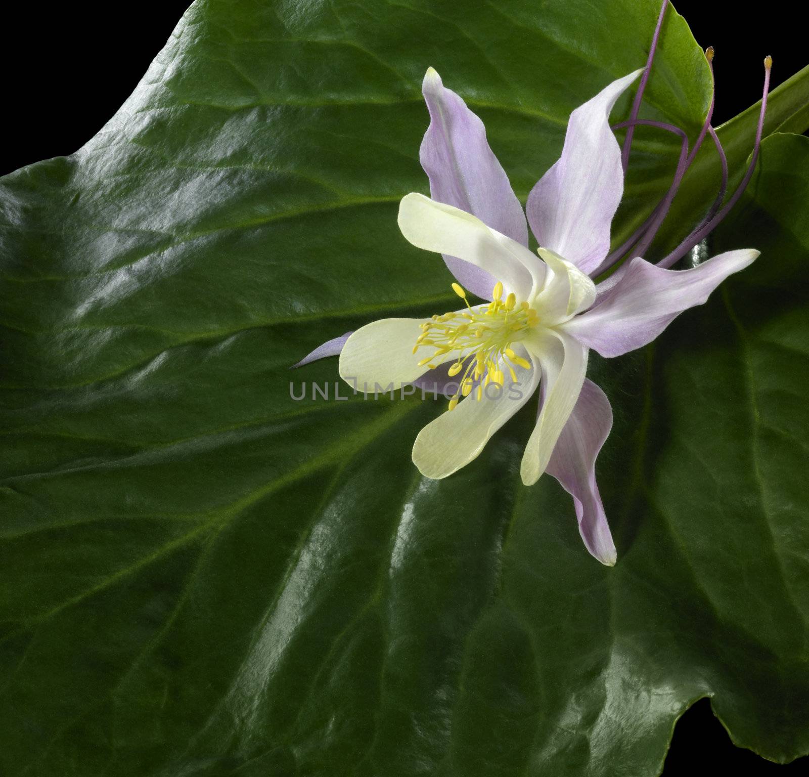 decorative studio photography of a Aquilegia flower upon big green leaf in black back