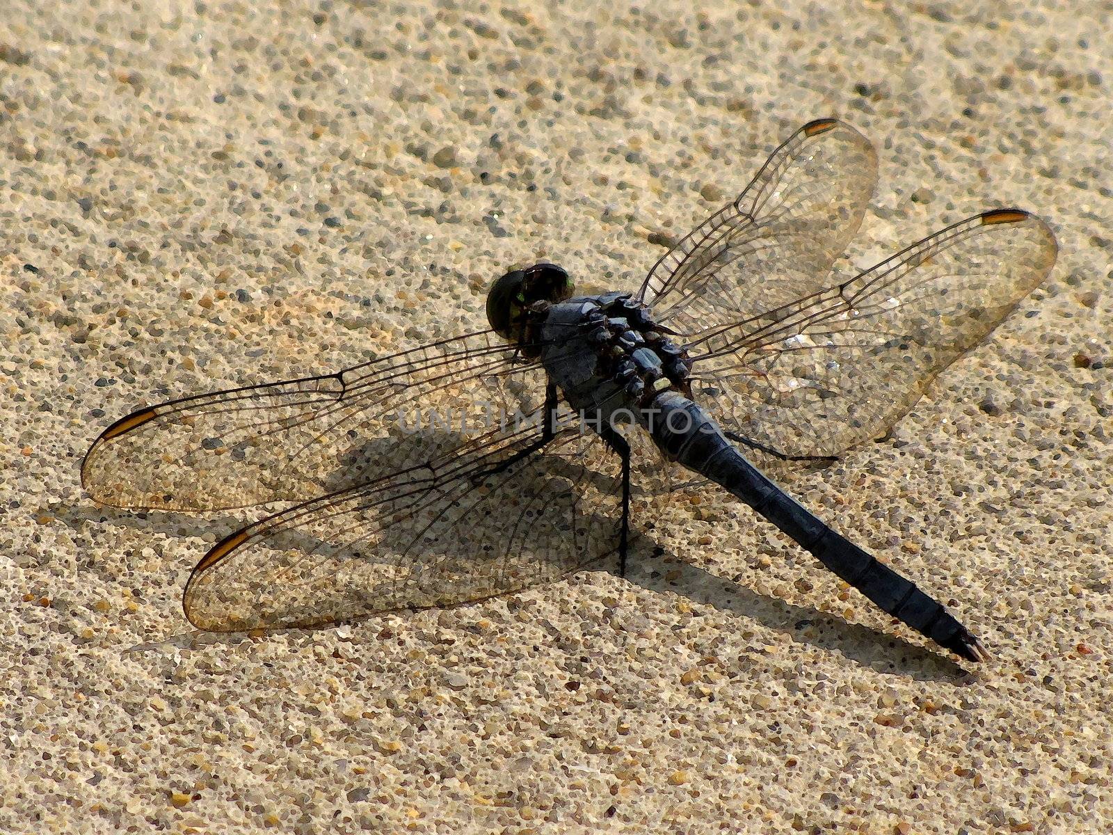 dragonfly in the summer in watercolor effect