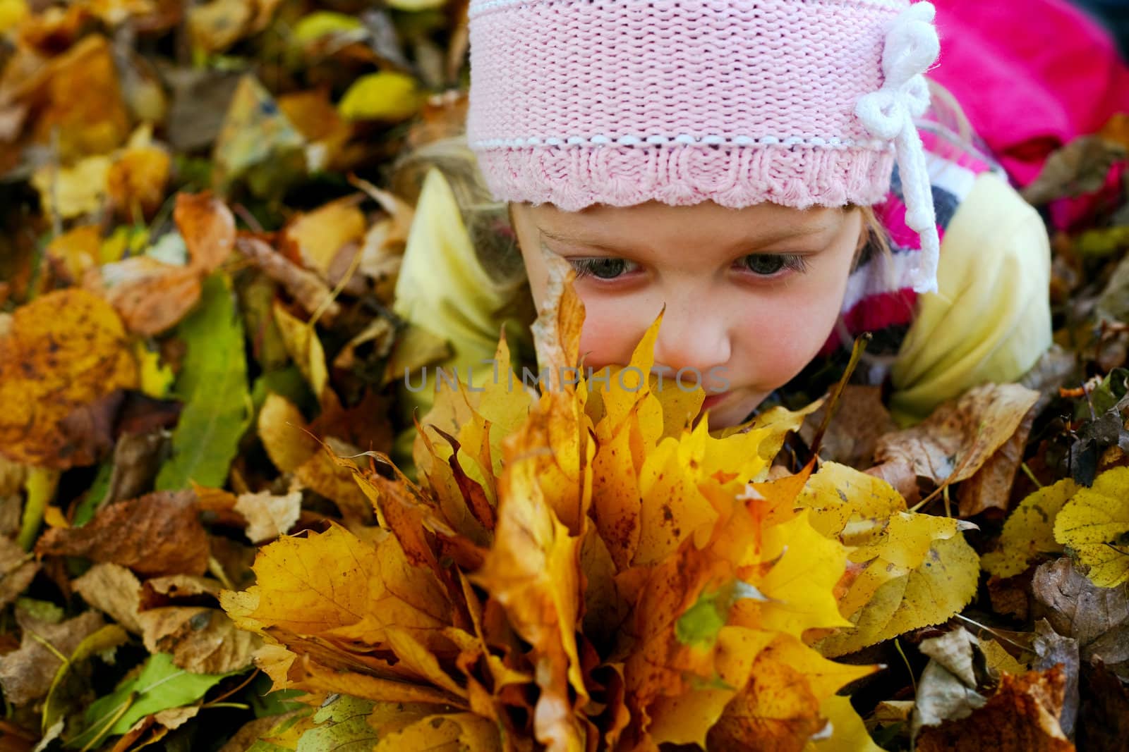 A little girl keeping yellow maple leaves