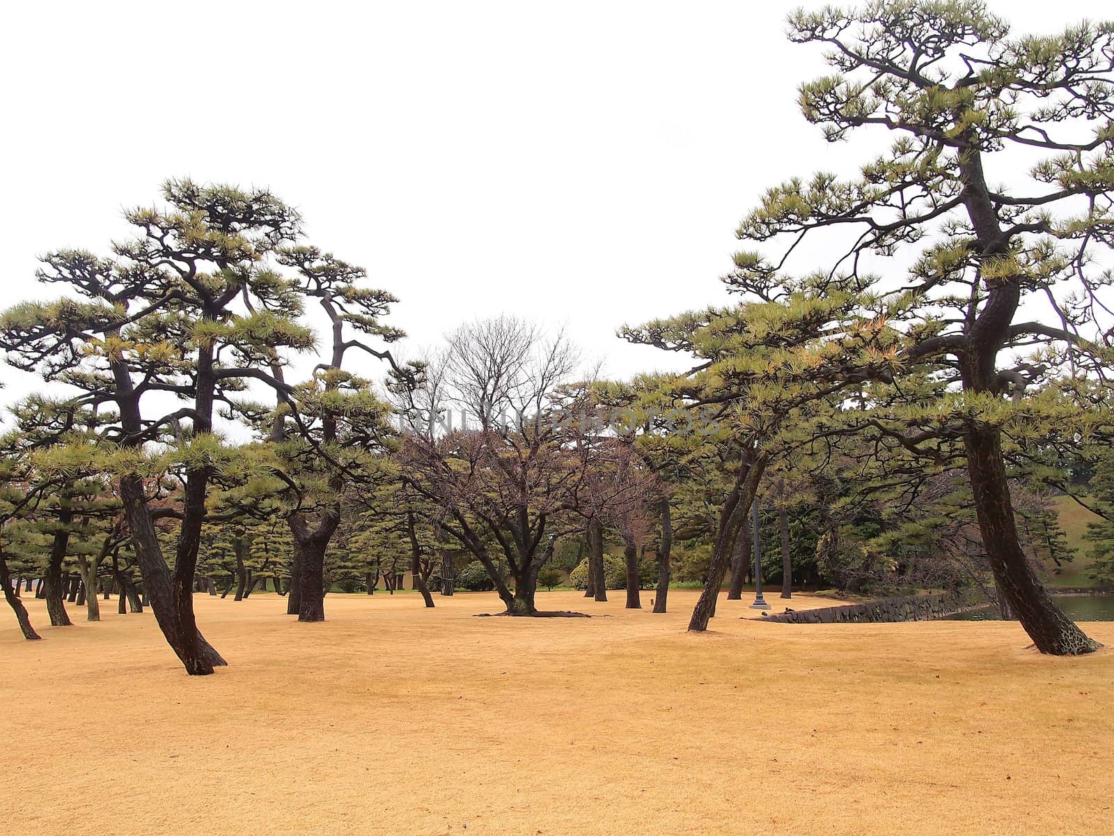 View of Tokyo skyline from the outer imperial palace gardens