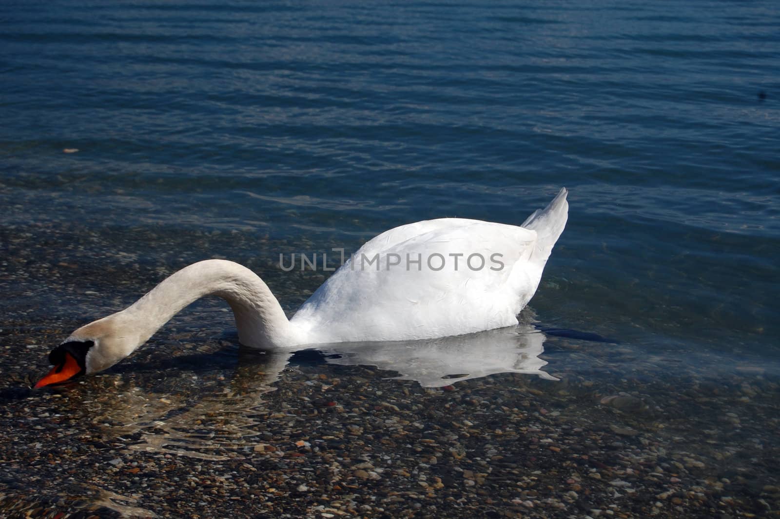 swan