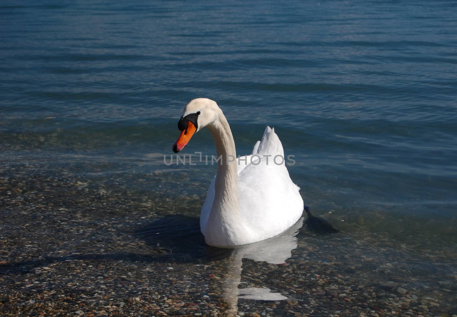 swan