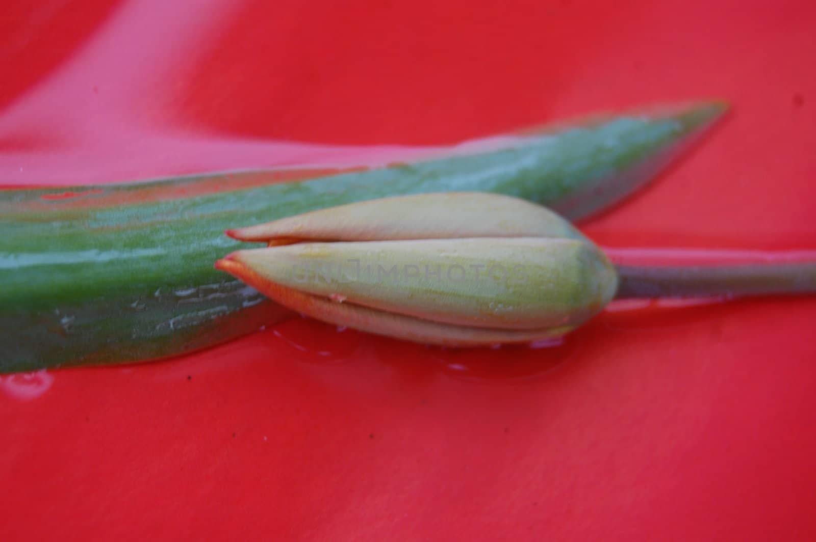 tulips by nehru