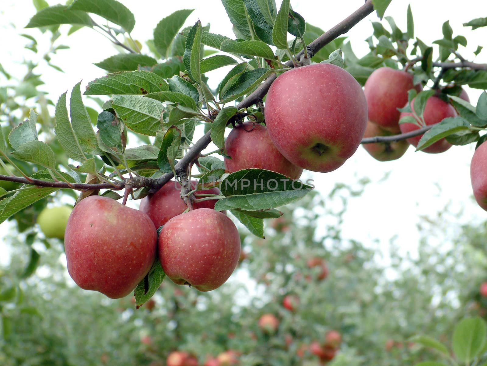 Apple Orchard Branch With Fruits