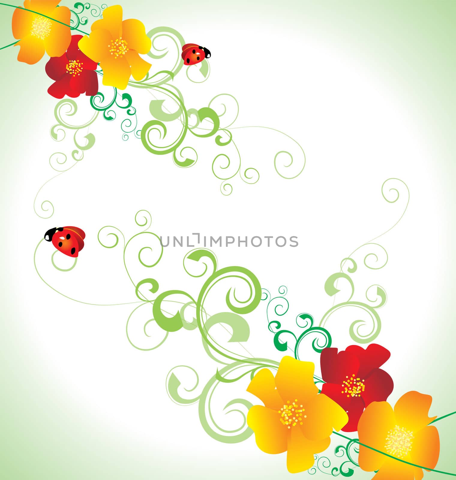 red and yellow poppies and ladybirds vector isolated on white