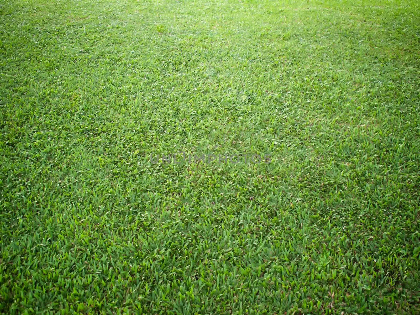 Perspective of grass on ground in garden