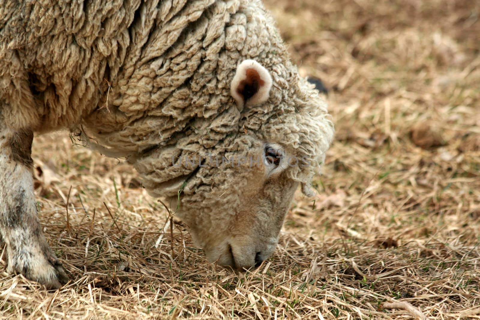 A Sheep grazing in a field