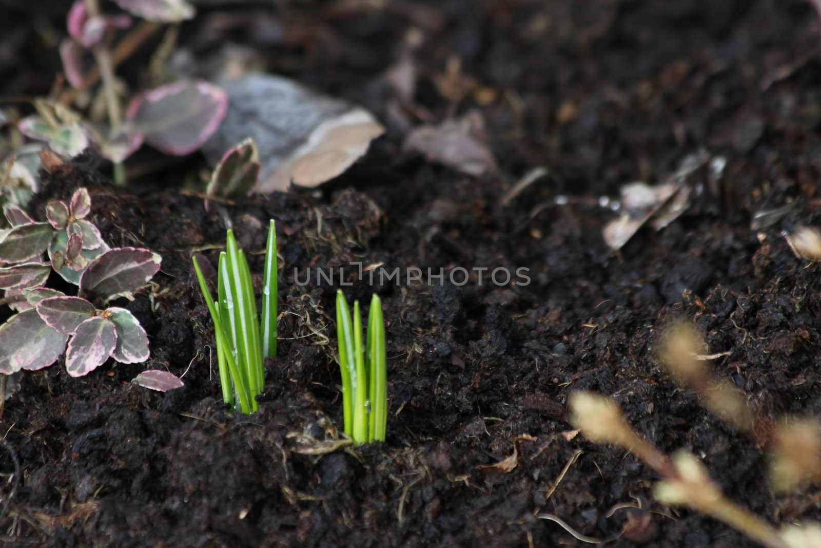 first spring signs by Teka77