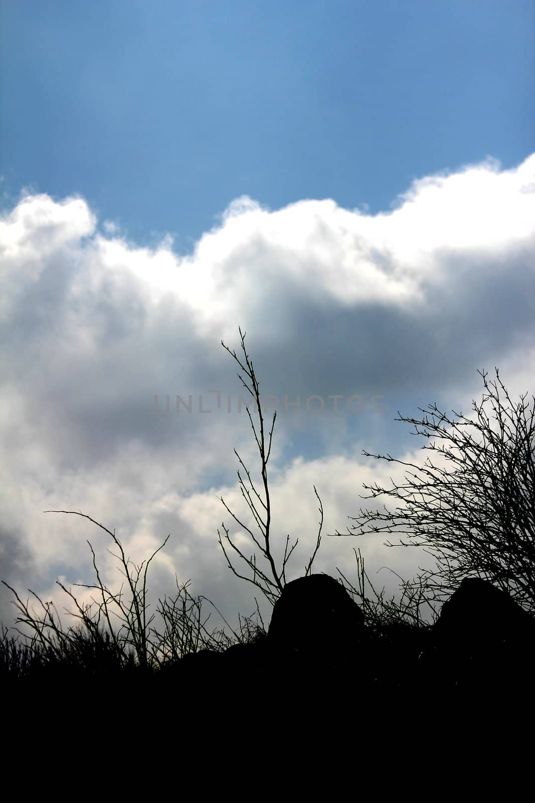 shadow nature in front of a blue sky