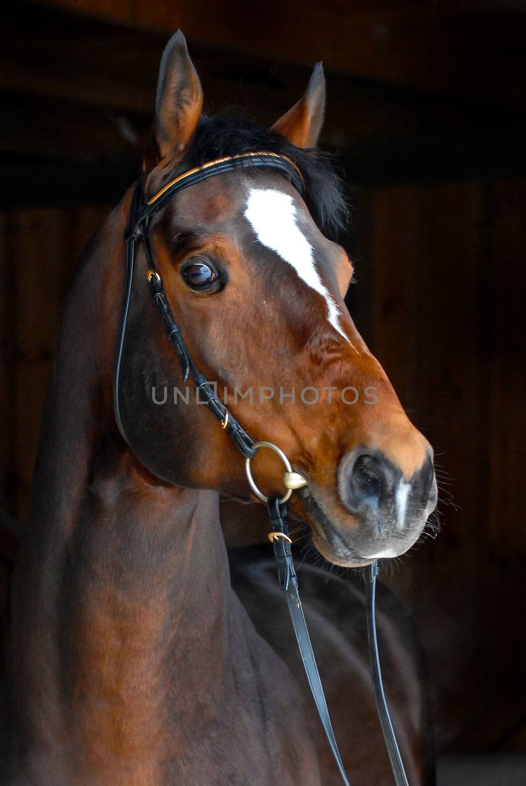 stallion - breeder horse on dark background by olgaru79