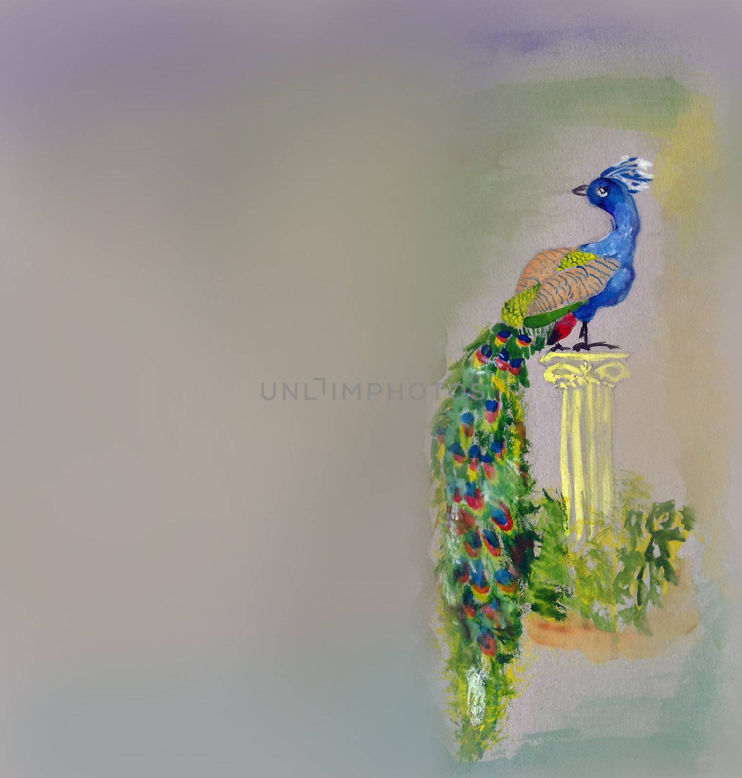 Watercolor peafowl bird on grey paper background by CherJu