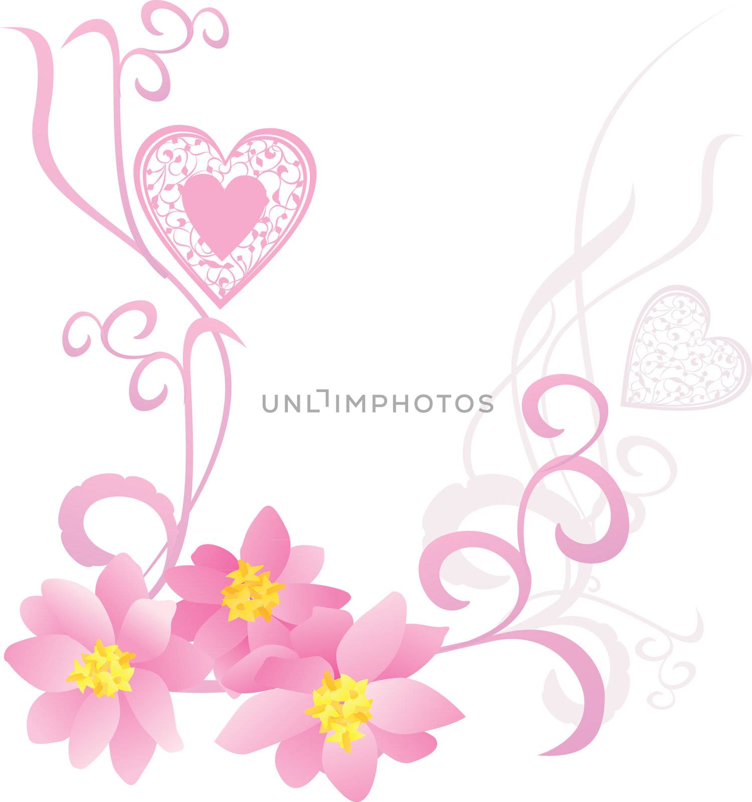 pink flowers on whote background vector image by CherJu