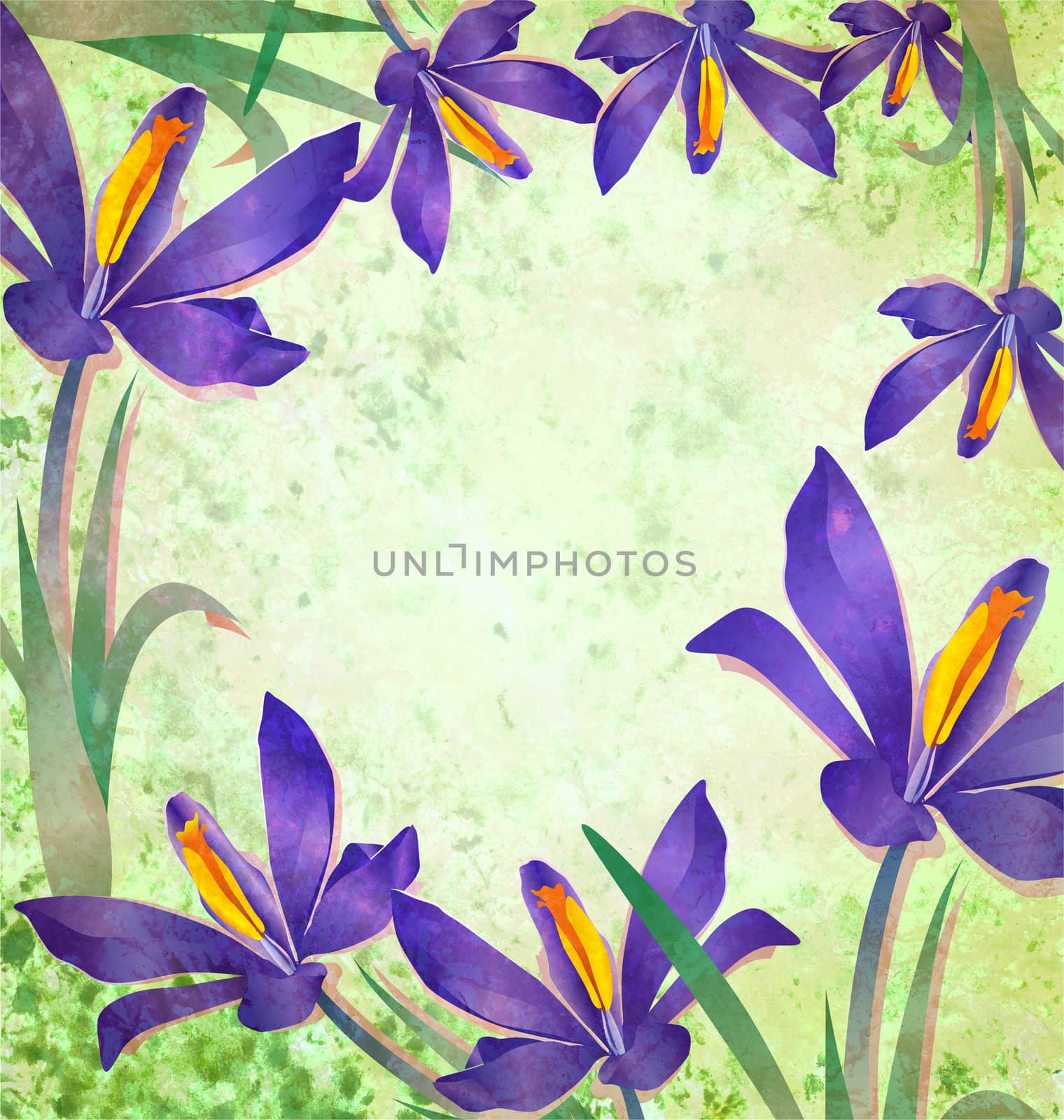 grunge spring flower crocus frame with green background