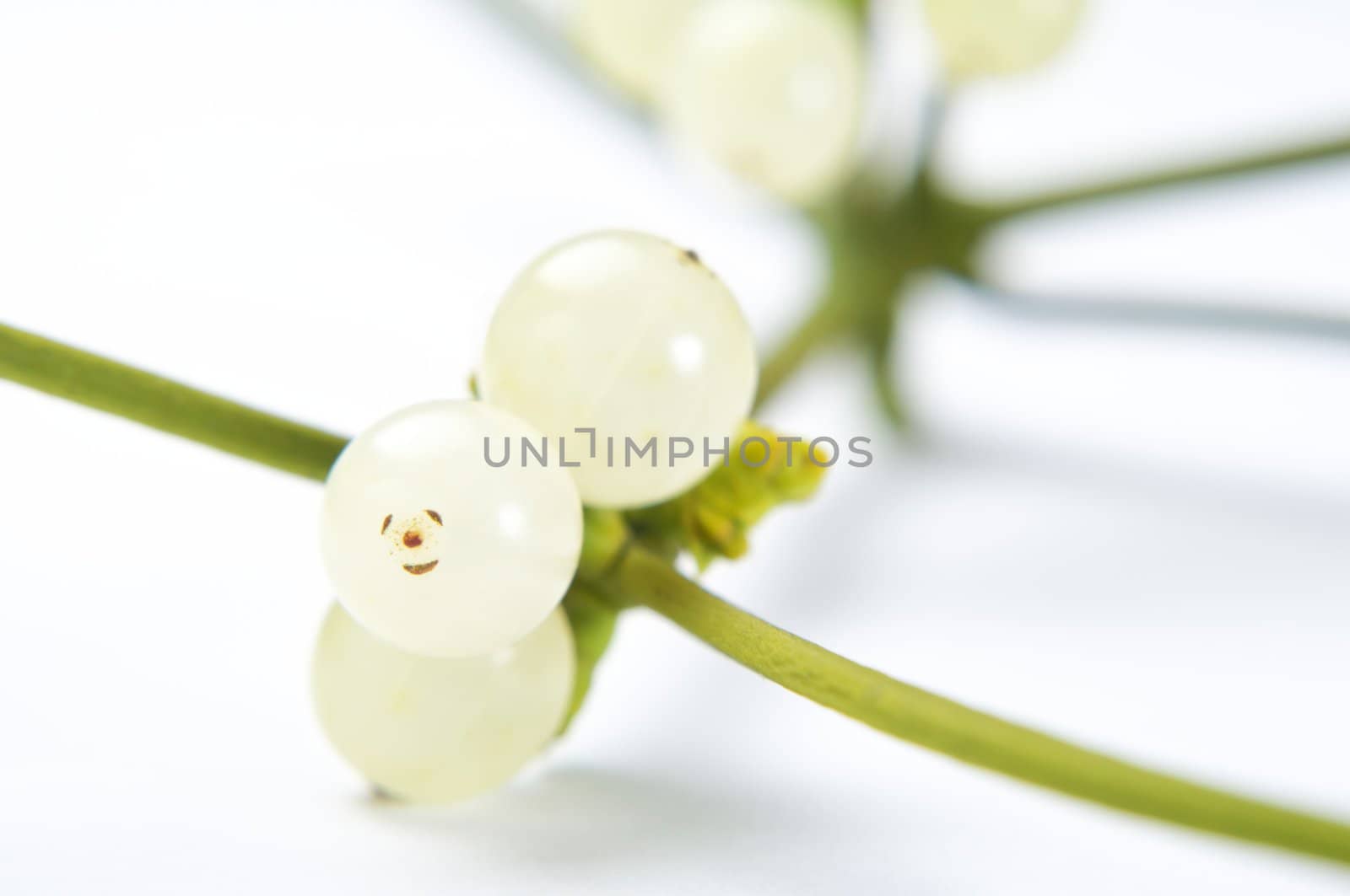 Close up (macro) shot of mistletoe berries growing on stems.  Landscape (horizontal) orientation.